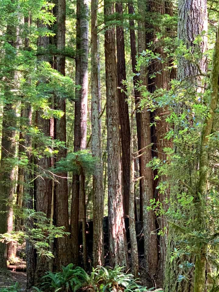 redwood trees in Redwoods State Park