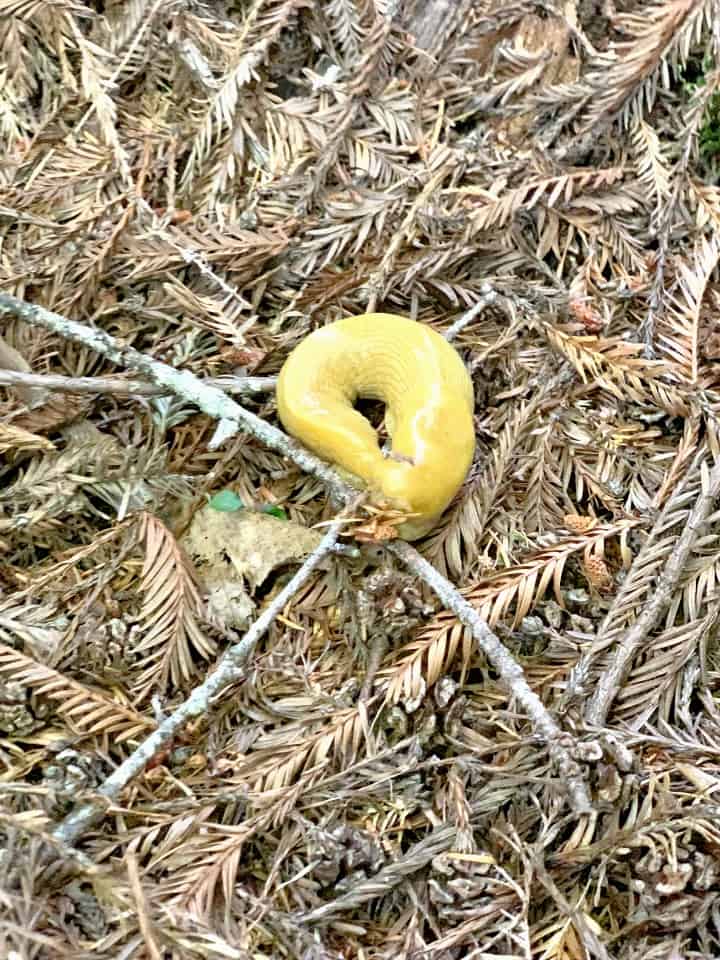 banana slug on ground