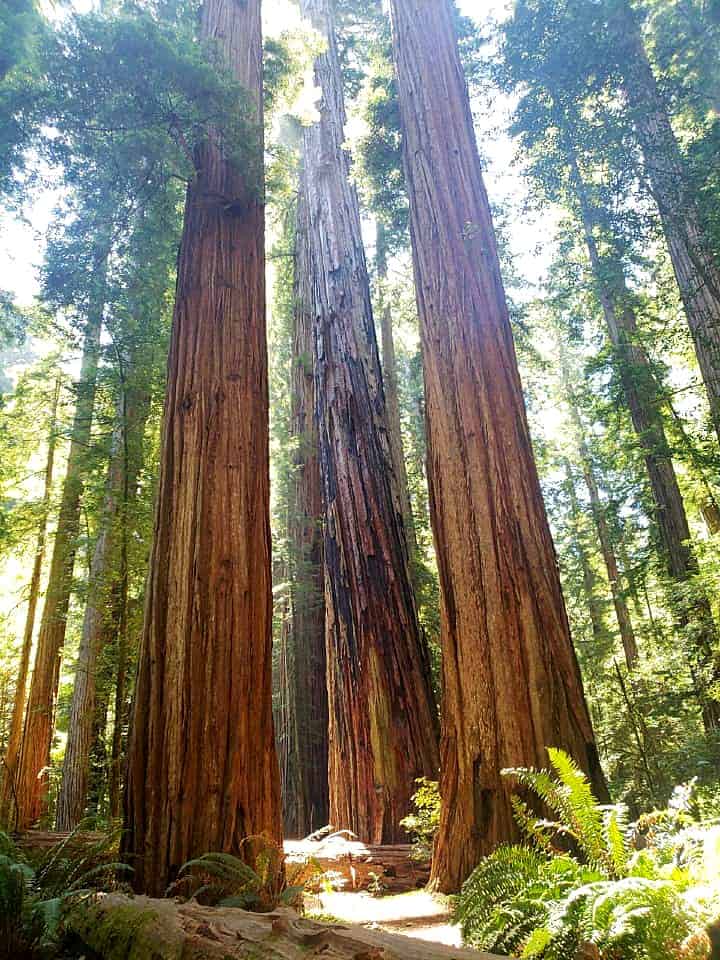 redwood trees in stout grove 