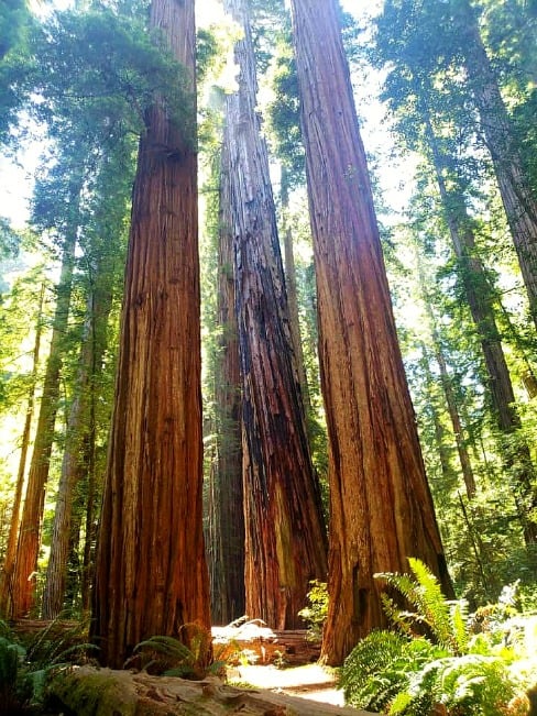 redwood trees in stout grove and graphic