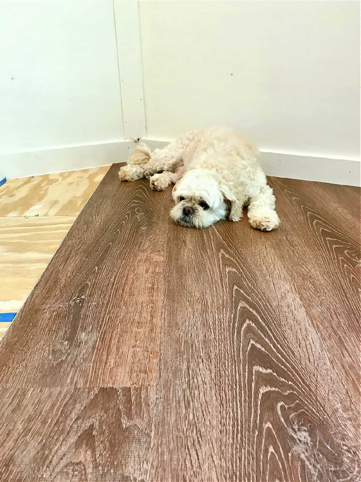 dog laying on vinyl plank floor